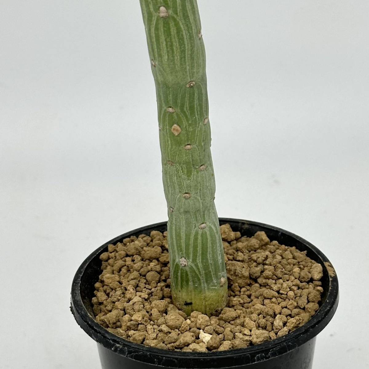 ◆モナデニウム　エレンベッキー◆サボテン・多肉植物　◆CACTI7◆1766_画像4