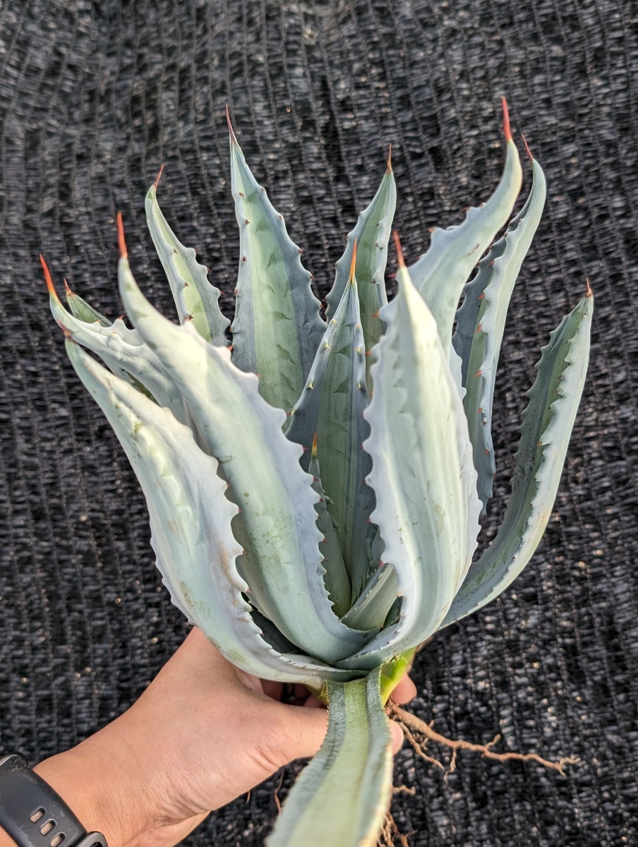 アガベ アメリカーナ エクスパンサ パリーダ レモンライム 抜き苗発送 Agave americana expansa pallida lemonlime_画像2