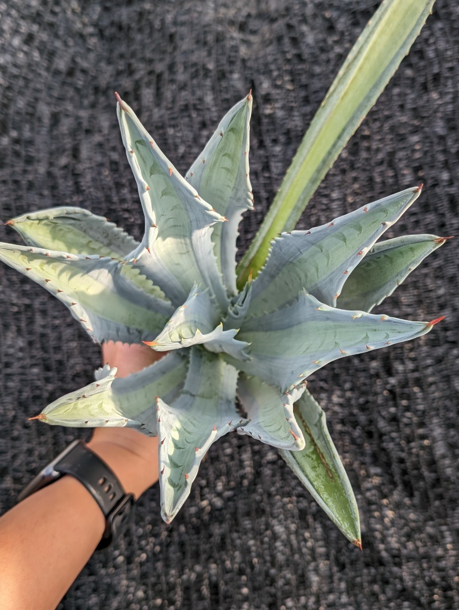 アガベ アメリカーナ エクスパンサ パリーダ レモンライム 抜き苗発送 Agave americana expansa pallida lemonlime_画像5