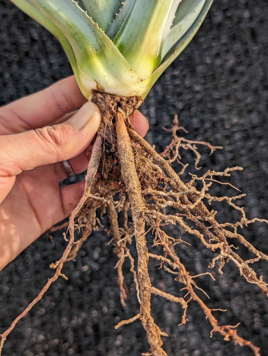 アガベ アメリカーナ エクスパンサ パリーダ レモンライム 抜き苗発送 Agave americana expansa pallida lemonlime_画像8