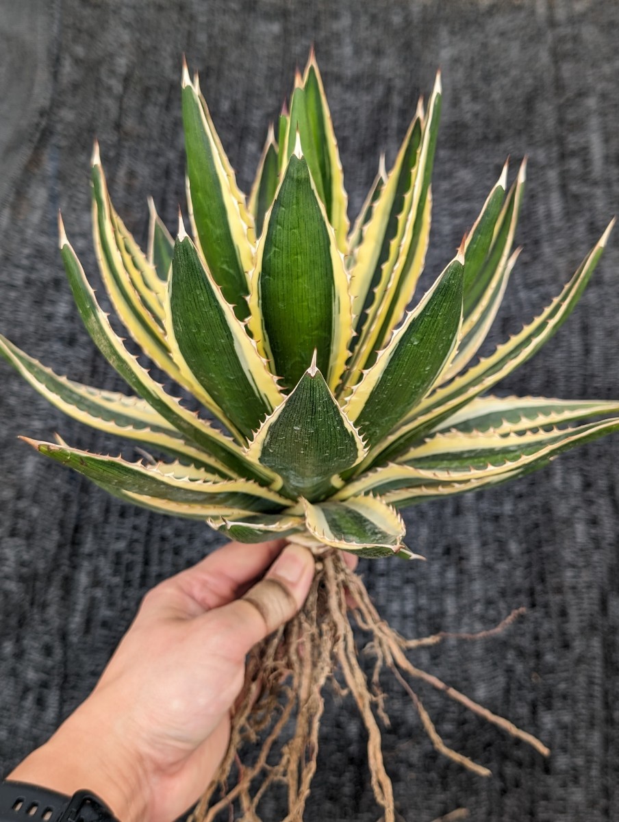 アガベ 五色万代 抜き苗発送 Agave lophantha ロファンサ_画像6