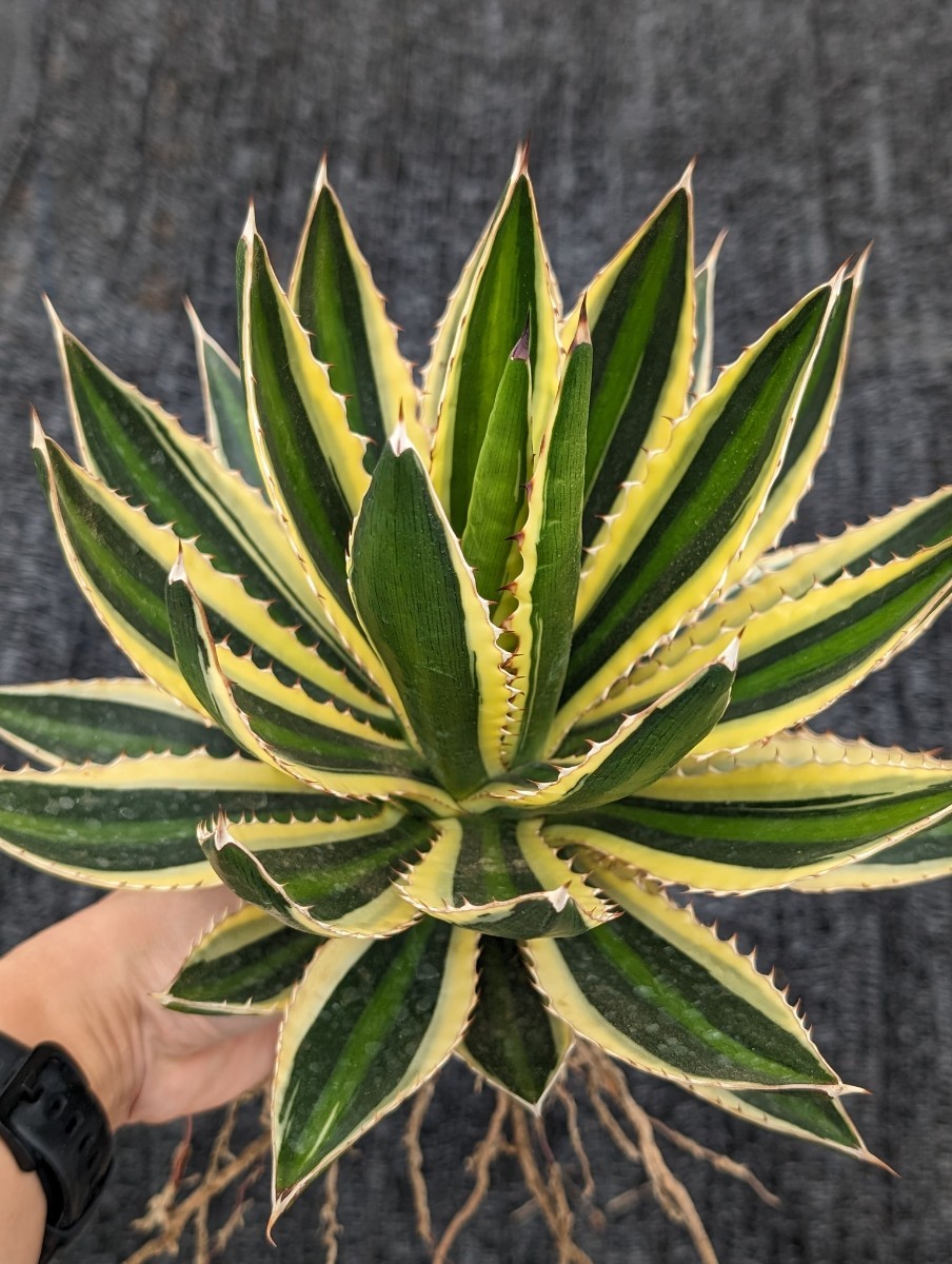 アガベ 五色万代 抜き苗発送 Agave lophantha ロファンサ_画像5