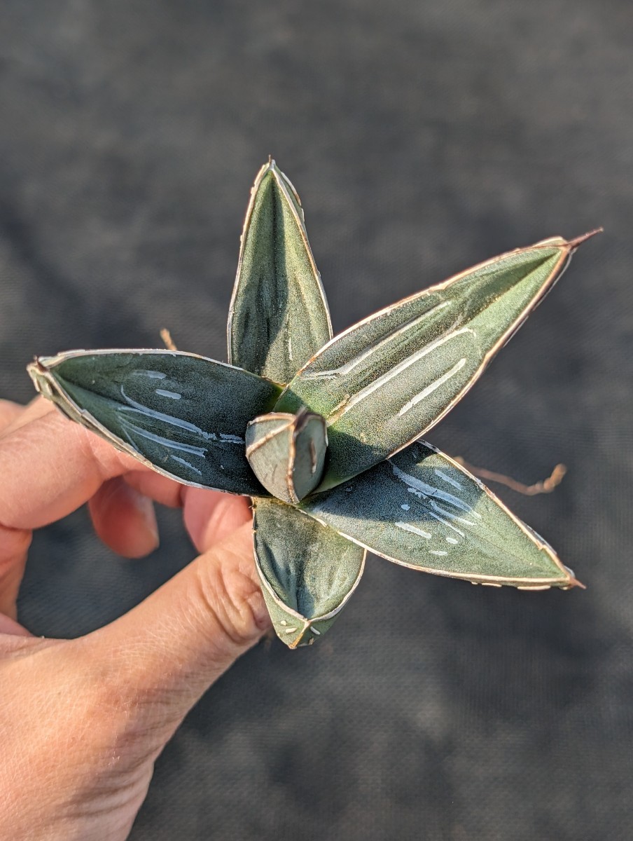 アガベ ニッケルシー 抜き苗発送 実生 Agave nickelsiae_画像4