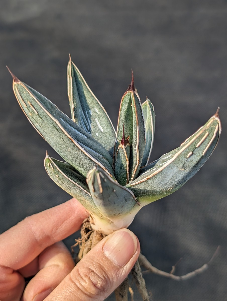 アガベ ニッケルシー 抜き苗発送 実生 Agave nickelsiae_画像1