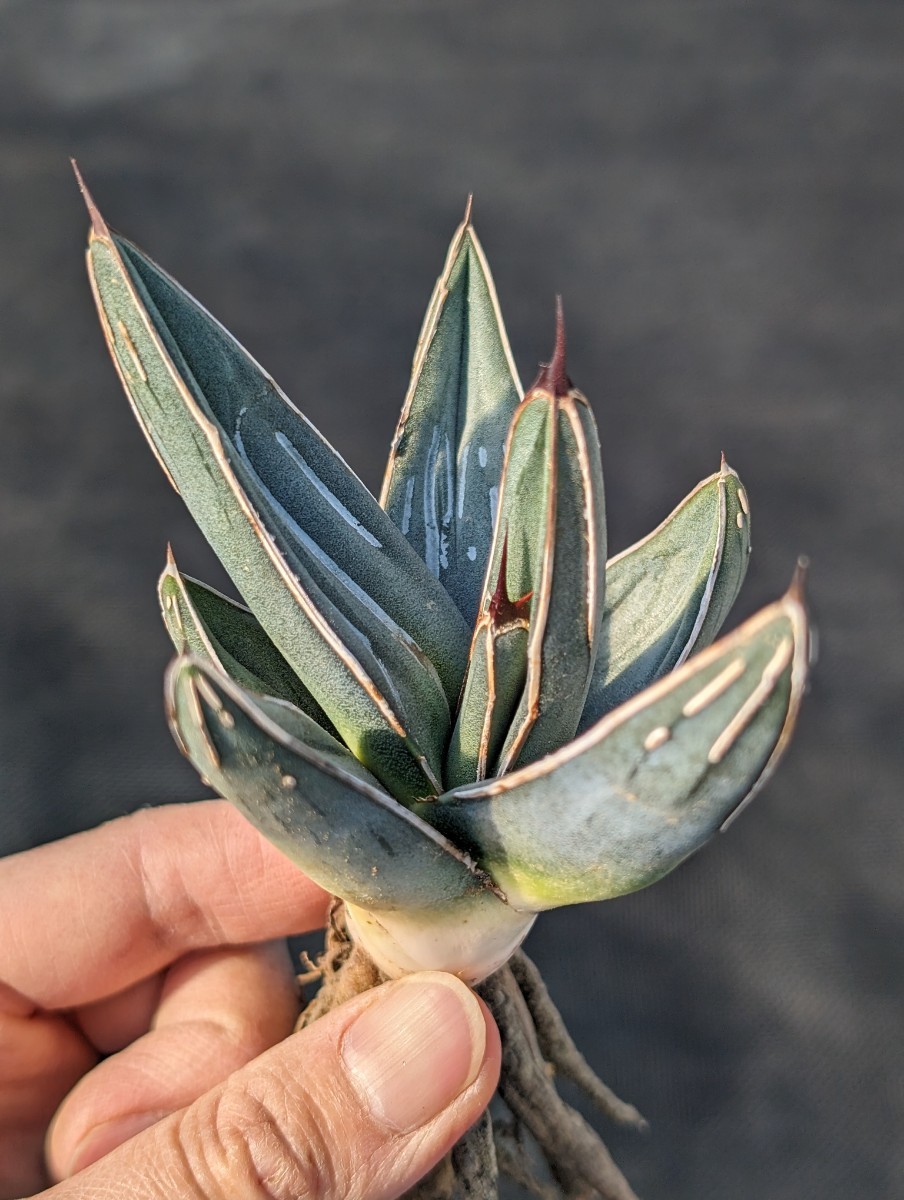 アガベ ニッケルシー 抜き苗発送 実生 Agave nickelsiae_画像7