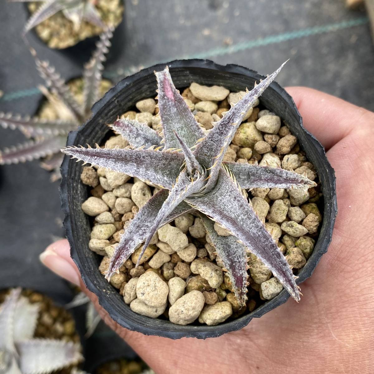 Dyckia GrayOps ディッキア グレイオプス _画像6