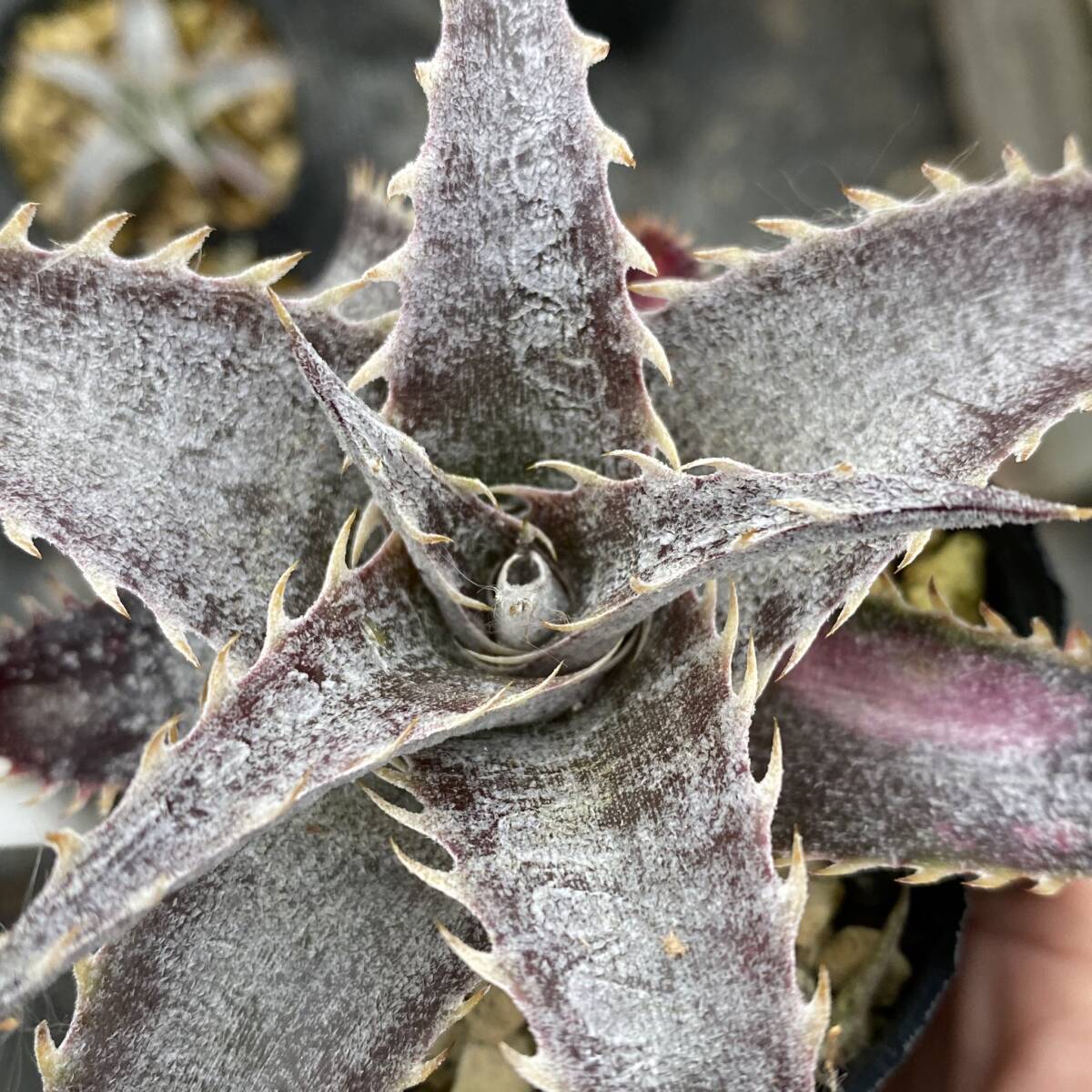 Dyckia 'BaphometHorns' × (choristaminea × dawsonii) #2 ディッキア バフォメットホーンズ × (コリスタミネア × ダウソニー) #2_画像2