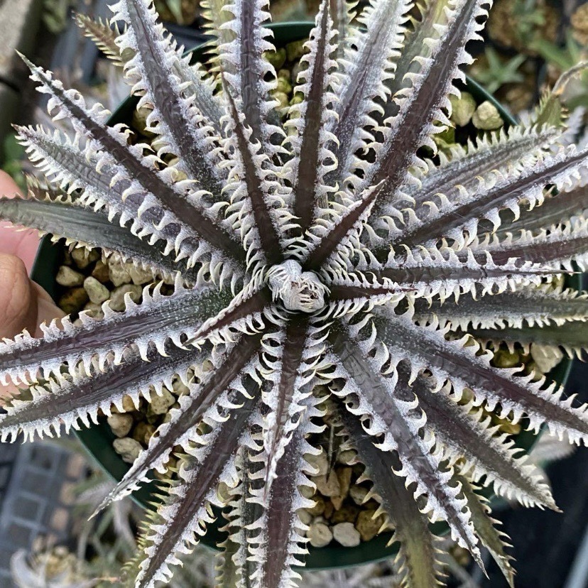 Dyckia Jaws ディッキア ジョーズ_画像1