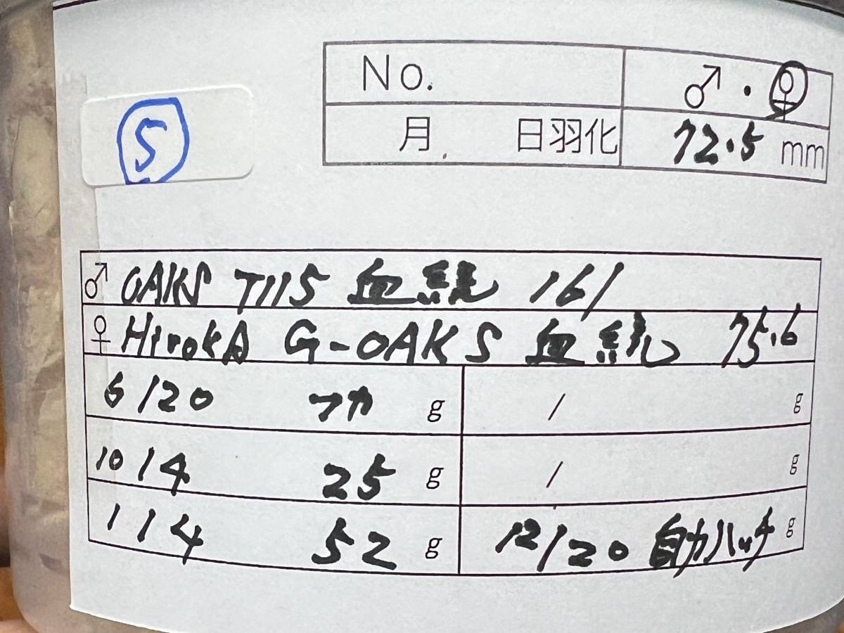 OAKS × HirokA 　ヘラクレス・ヘラクレス成虫　メス 72.5mm（オークス・ヒロカ）【ヘラクレスオオカブト】〈カブトムシ〉_画像3