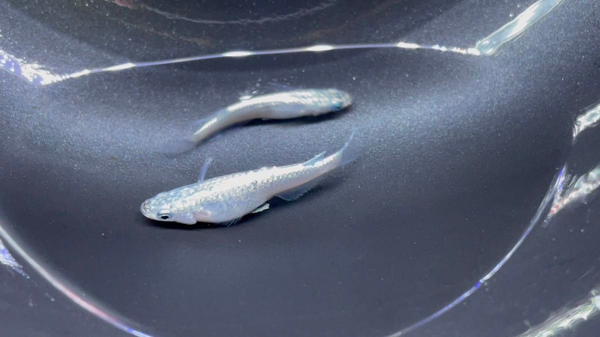 ネプチューンシルバーフルメタルラメ(サバンナ様血統) 有精卵20+α メダカ　卵