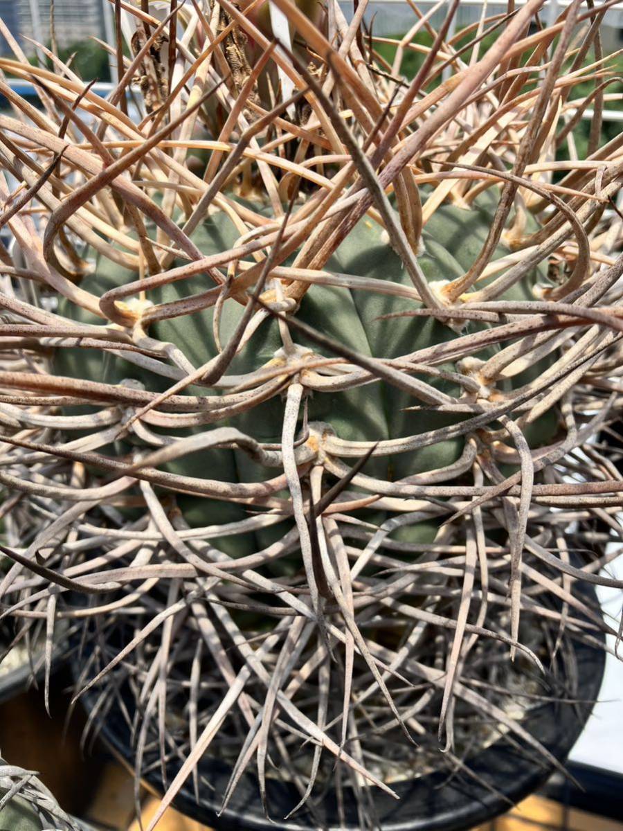 特選 光琳玉 A×B 種子 30粒 ギムノカリキウム サボテン　Gymnocalycium cardenasianum_画像3