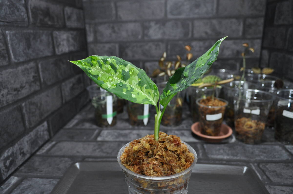 ★BEGO-SELECT★アグラオネマ　”P-00I”★Aglaonema　Pictum ”P-00I"【BEGO-S15/T2-YB/f1】In storage★_画像9