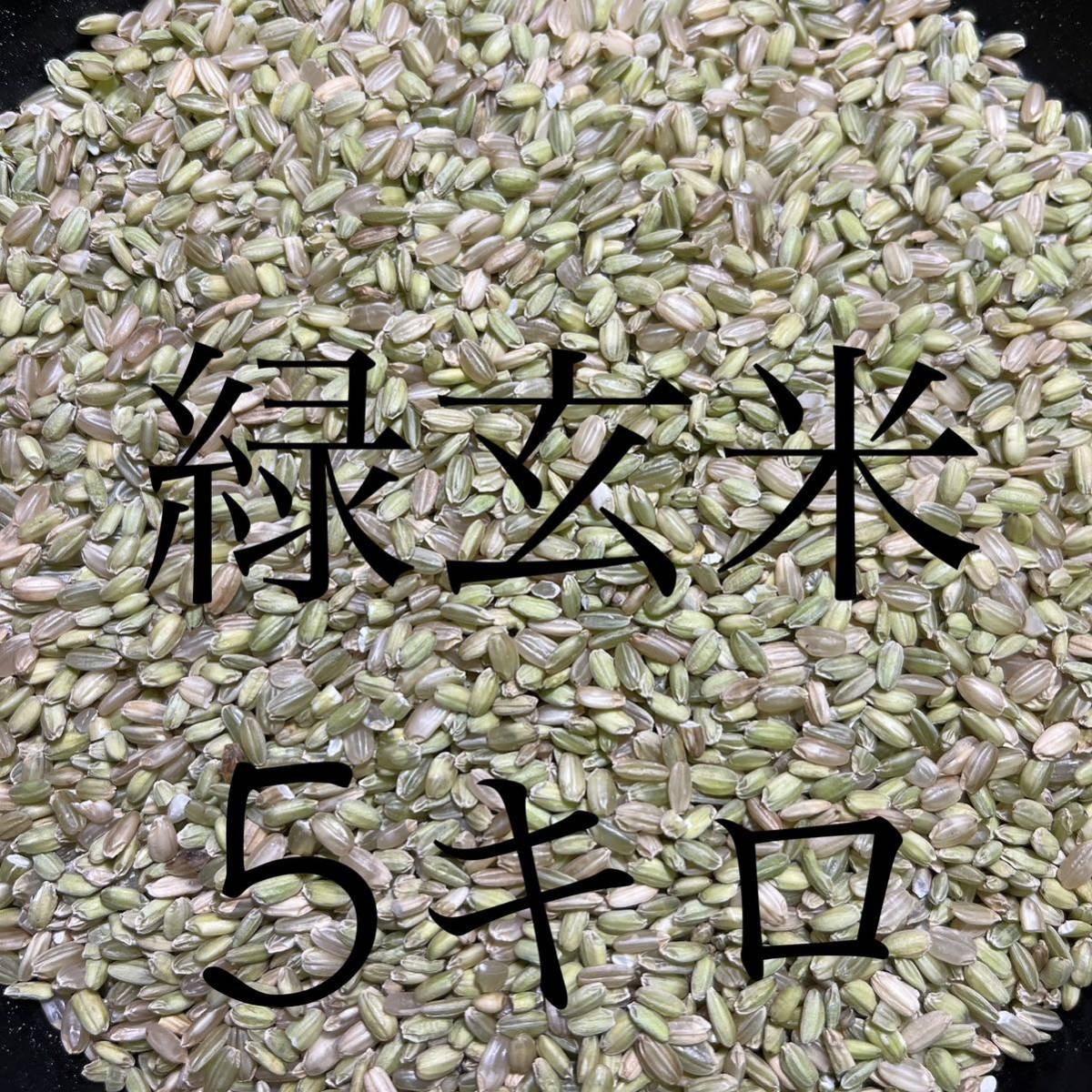 令和5年産　希少な緑玄米（うるち米）5キロ　数量限定_画像1