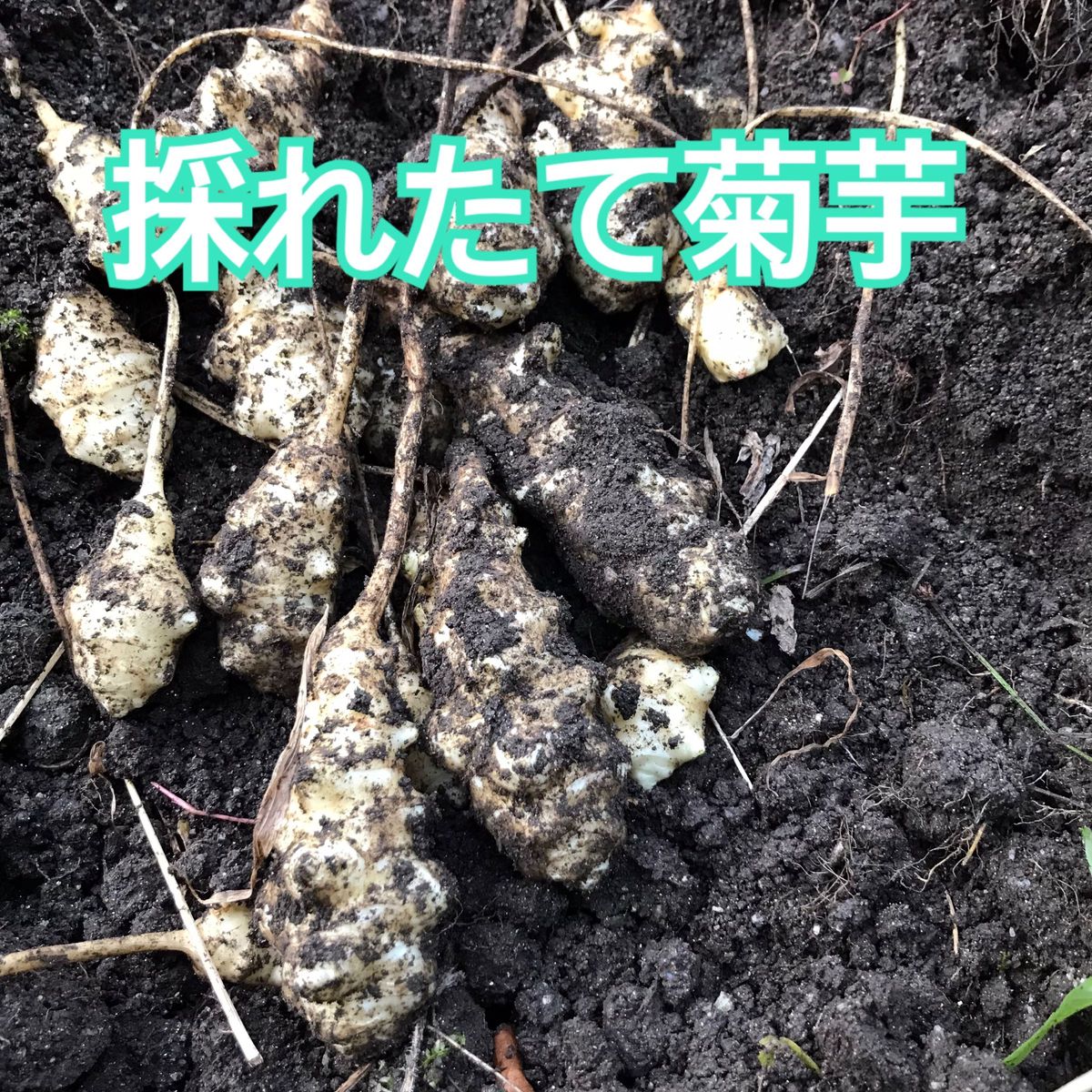 菊芋パウダー サンフラワーポテト 100g 2袋 イヌリン多い新品種の菊芋 農薬化学肥料無し 匿名配送 キクイモパウダー
