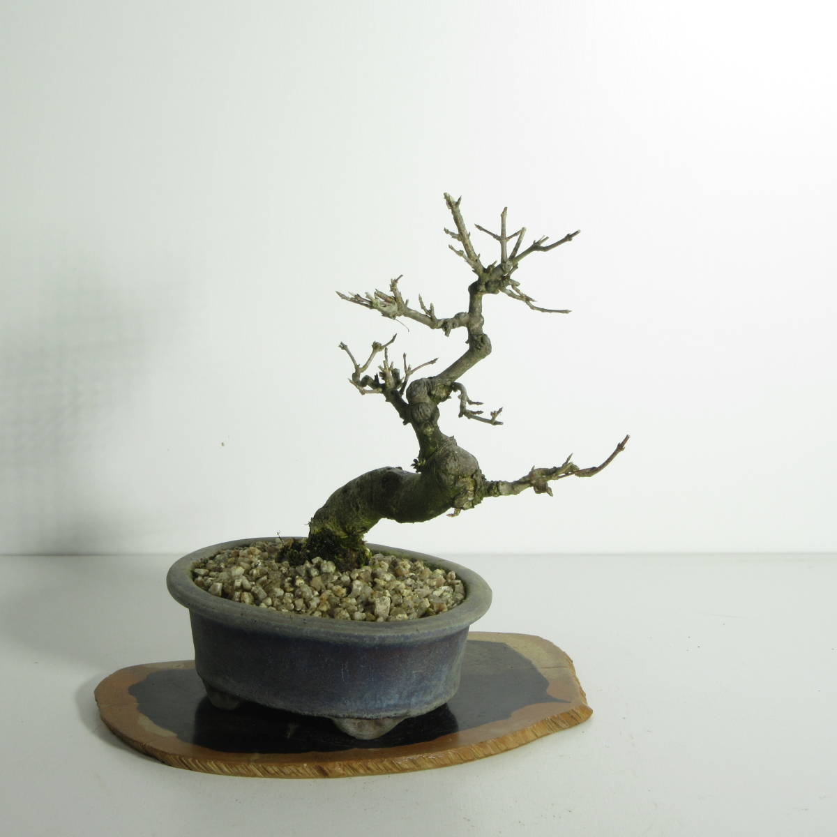 [. дерево * бонсай ][ клён ( клен * клен )]A-1/ бонсай shohin bonsai лист предмет бонсай бонсай материалы 