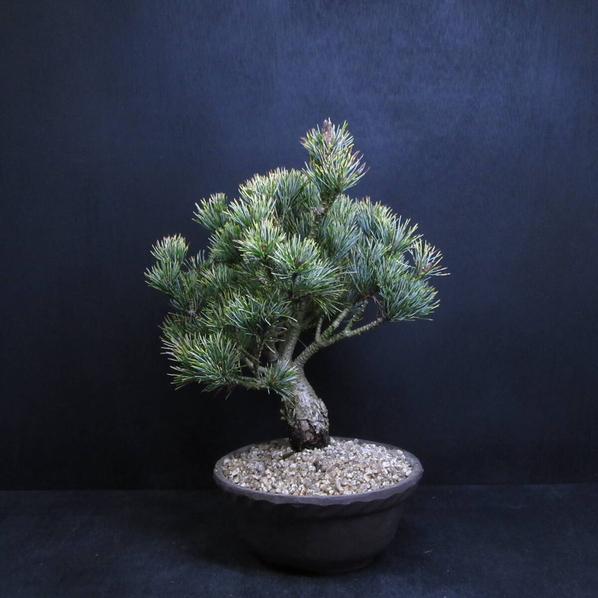 [ pine Kashiwa kind * bonsai ][ blow snow .(fbkini type )]/. entering . leaf pine (goyo horse tsu) /. manner bonsai bonsai pine Kashiwa bonsai carefuly selected bonsai material 