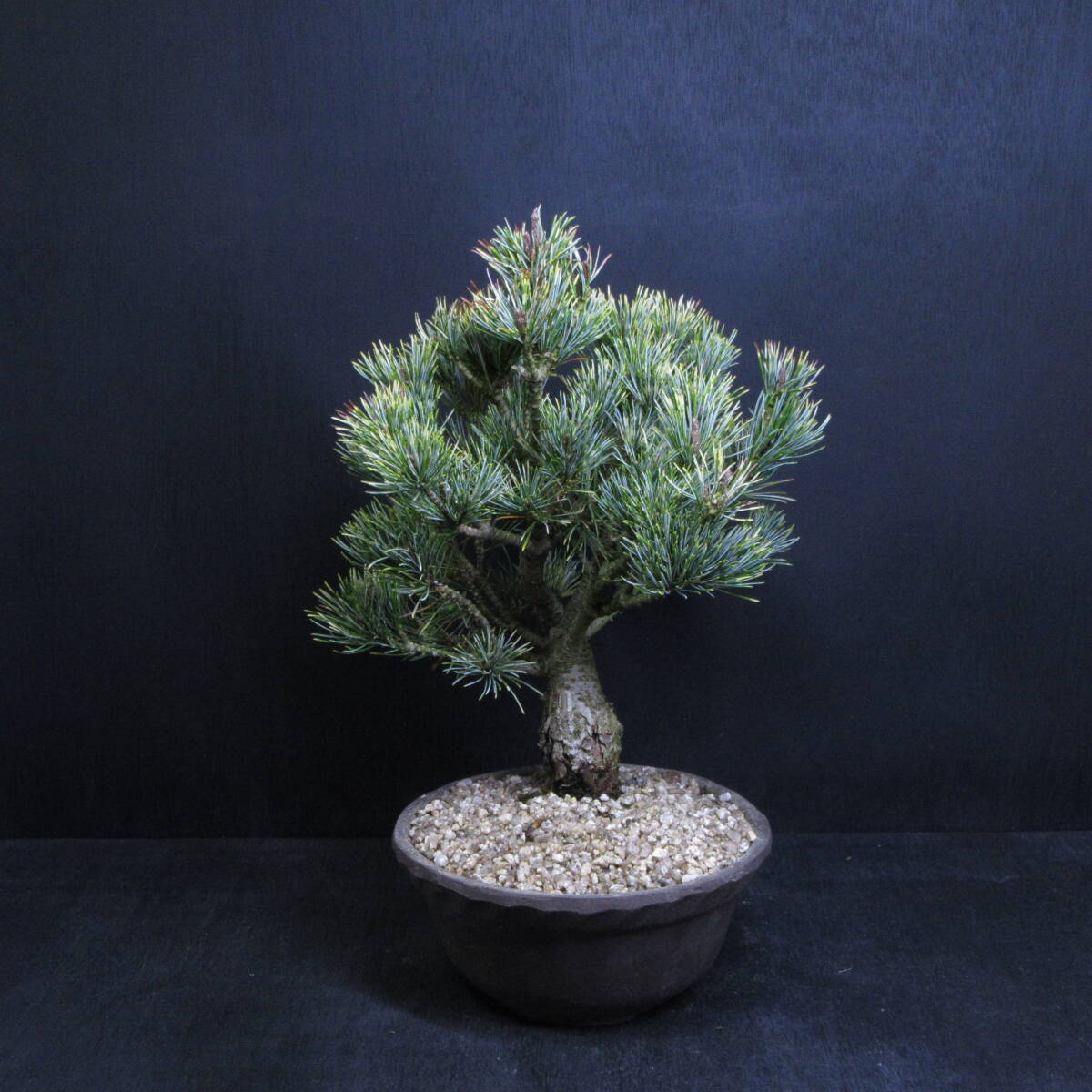 [ pine Kashiwa kind * bonsai ][ blow snow .(fbkini type )]/. entering . leaf pine (goyo horse tsu) /. manner bonsai bonsai pine Kashiwa bonsai carefuly selected bonsai material 