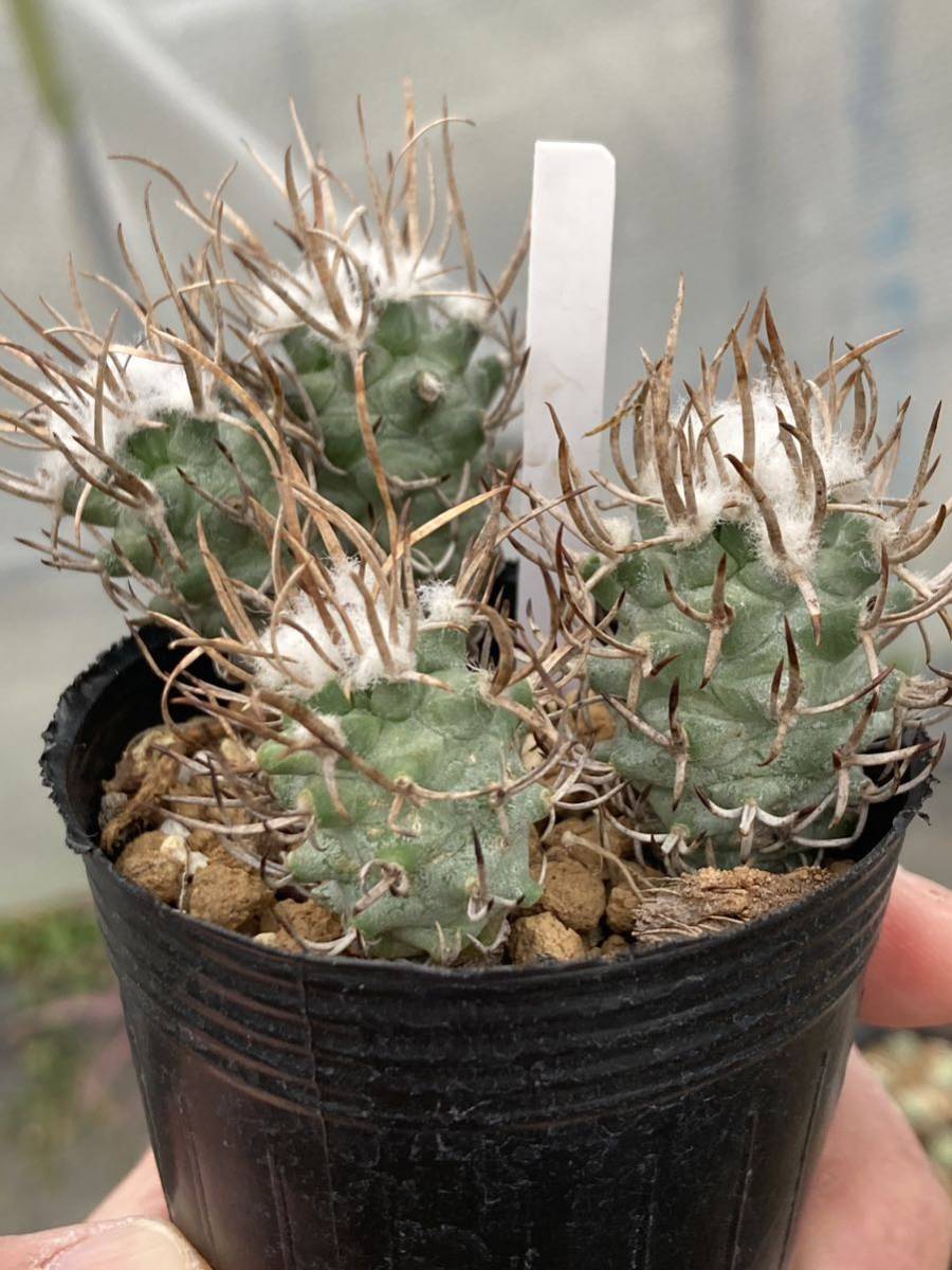 ★☆ ツルビニカルプス hyb(Turbinicarpus schmiedickeanus) の種子 　☆★_フラビフロールス