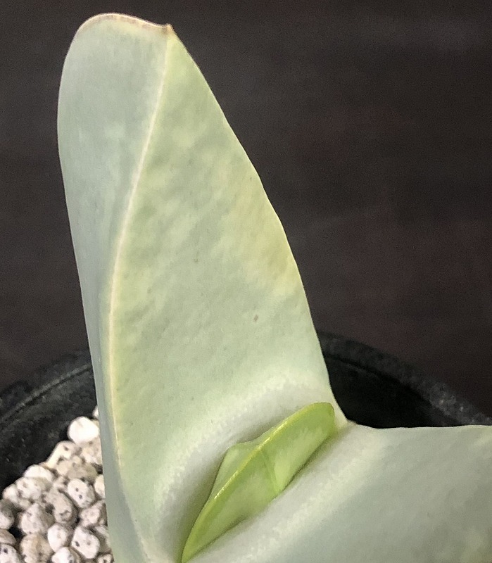 翼　(Herreanthus) meyeri　　 コノフィツム 　Conophytum 　多肉植物_画像4