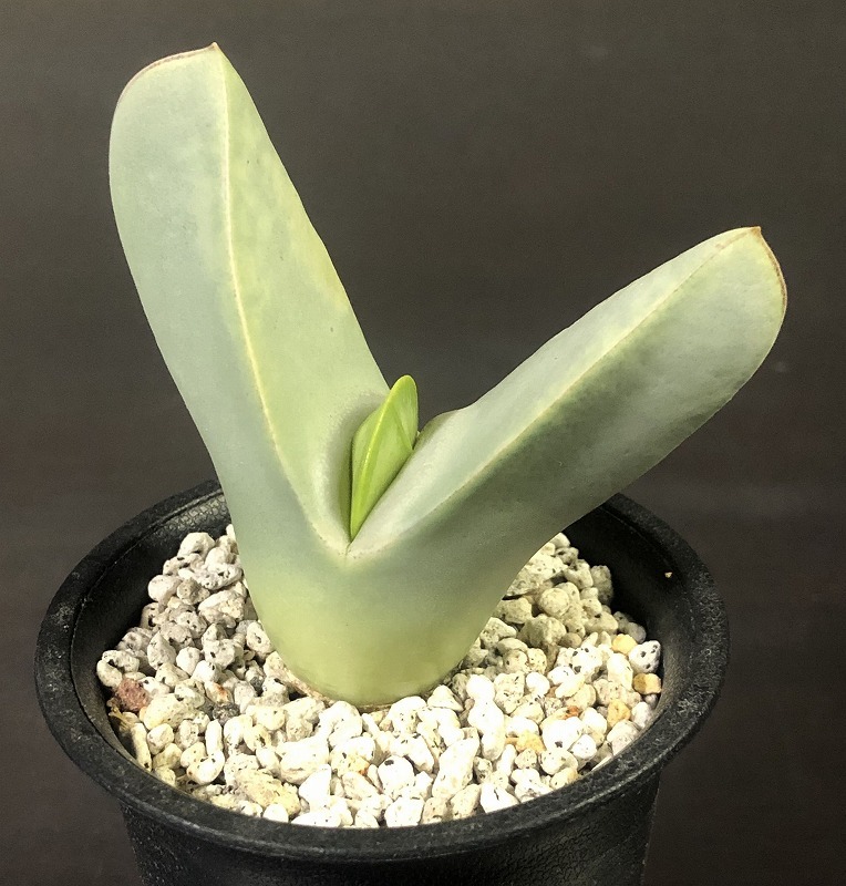 翼　(Herreanthus) meyeri　　 コノフィツム 　Conophytum 　多肉植物_画像1