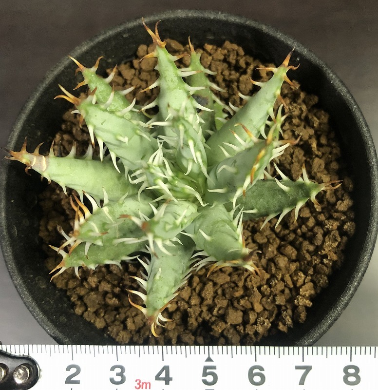 エリナケア　Aloe erinacea 　アロエ　 　多肉植物 _画像7