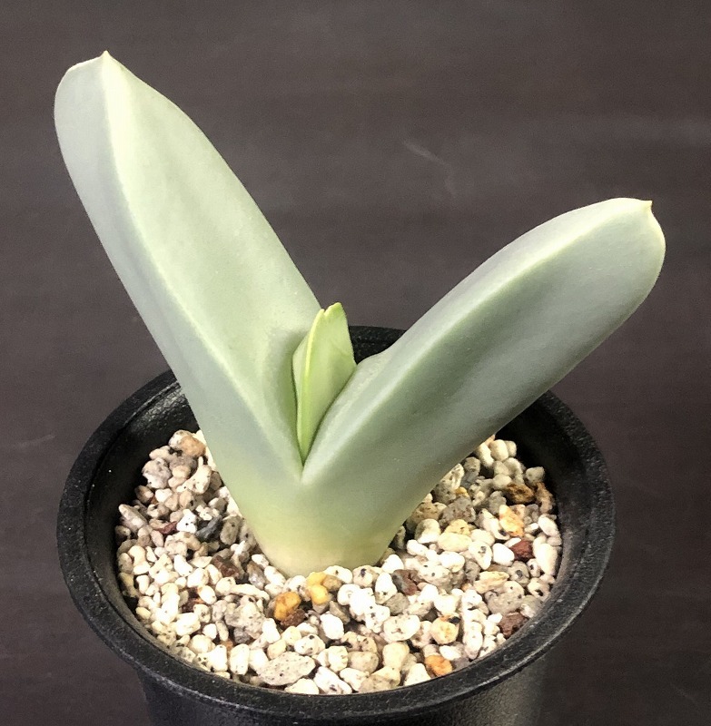 翼　(Herreanthus) meyeri　　 コノフィツム 　Conophytum 　多肉植物 _画像1