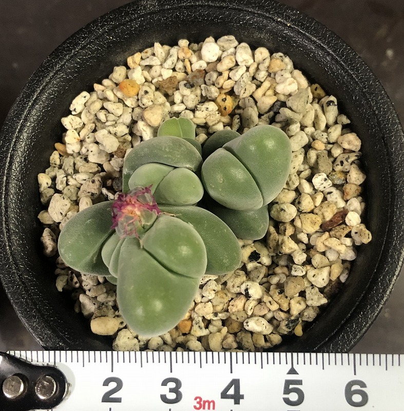 白花無比玉　＆　無比玉　２鉢セット　Gibbaeum dispar & v.'white flower'　　 ギバエウム　多肉植物 メセン_画像9