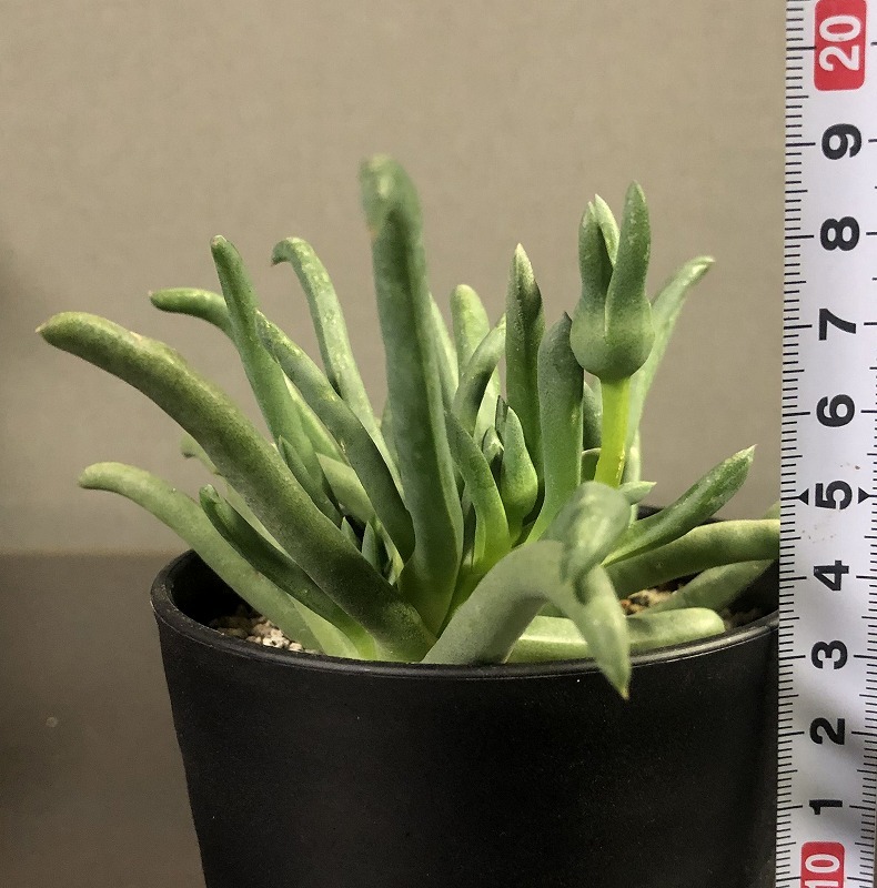 旭峰　＆　立鮫　２鉢セット　Cephalophyllum alstonii & Gibbaeum pubescens　 　多肉植物　メセン _画像9