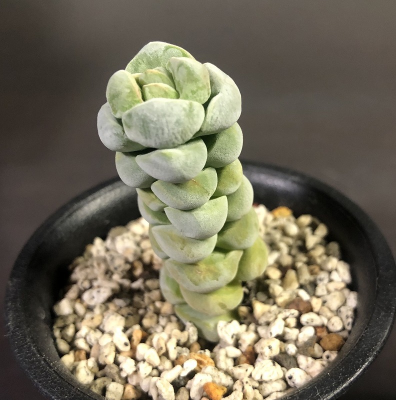 夢稚児　＆　銀達磨　２鉢セット　　Crassula　deceptor & GINDARUMA 　クラッスラ 　多肉植物 _画像2