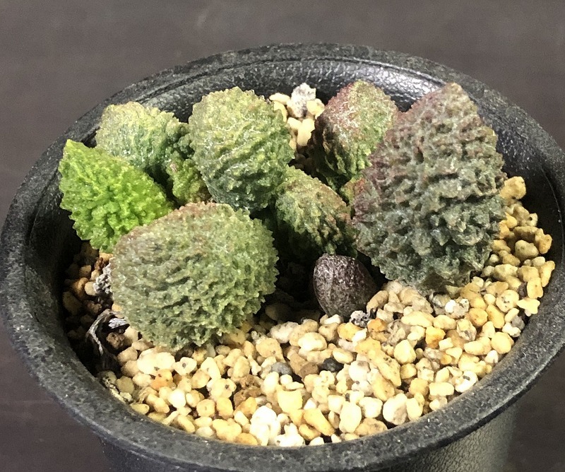 ヘレイ・レッドボール　Adromischus marianiae 'Herrei Red Ball' 　アドロミスクス 　多肉植物 _画像2