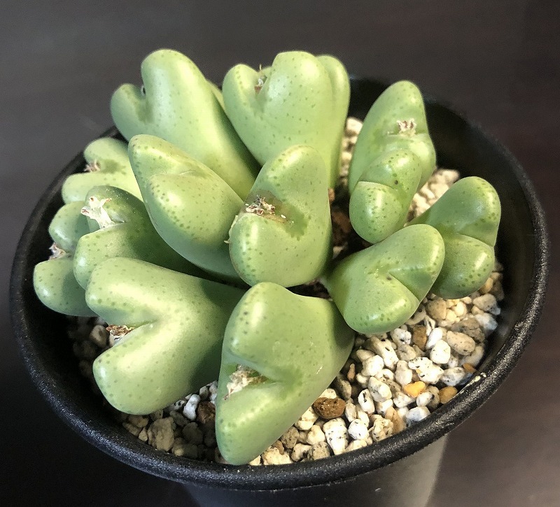 オペラローズ　×　赫将　２鉢セット　　 コノフィツム 　Conophytum 　多肉植物 _画像7