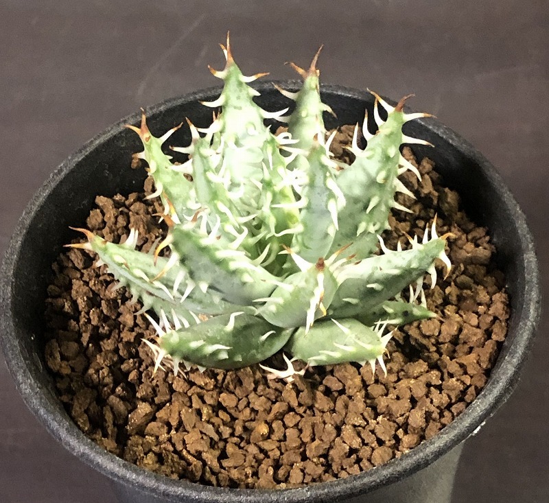 エリナケア　Aloe erinacea 　アロエ 　多肉植物_画像2