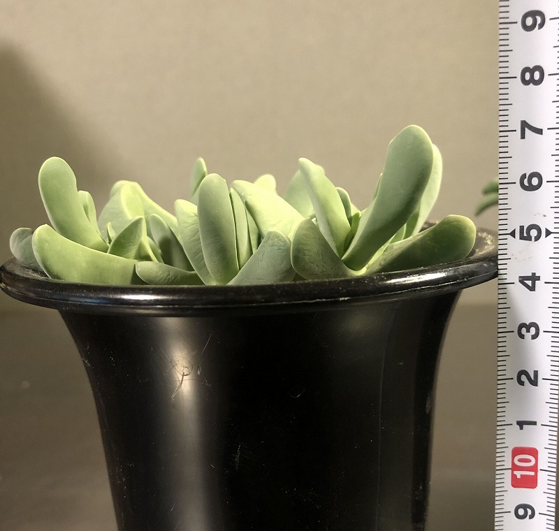 旭峰　＆　立鮫　２鉢セット　Cephalophyllum alstonii & Gibbaeum pubescens　 　多肉植物　メセン _画像5