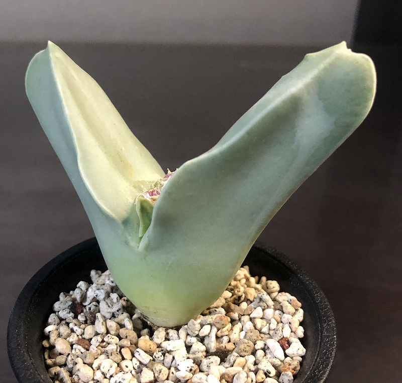 翼　(Herreanthus) meyeri　　 コノフィツム 　Conophytum 　多肉植物_画像2