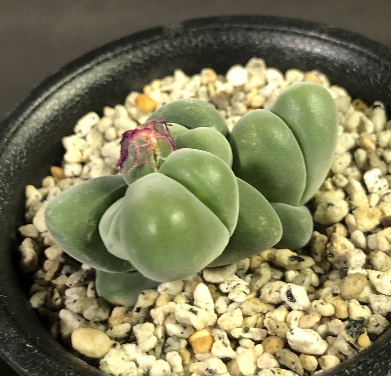 白花無比玉　＆　無比玉　２鉢セット　Gibbaeum dispar & v.'white flower'　　 ギバエウム　多肉植物 メセン_画像7