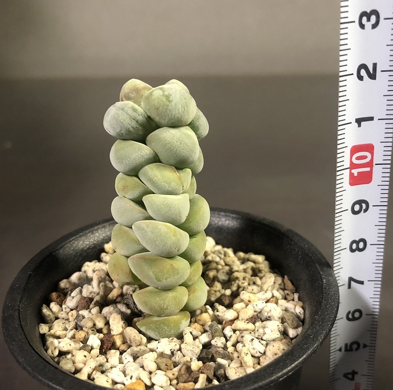 夢稚児　＆　銀達磨　２鉢セット　　Crassula　deceptor & GINDARUMA 　クラッスラ 　多肉植物 _画像5