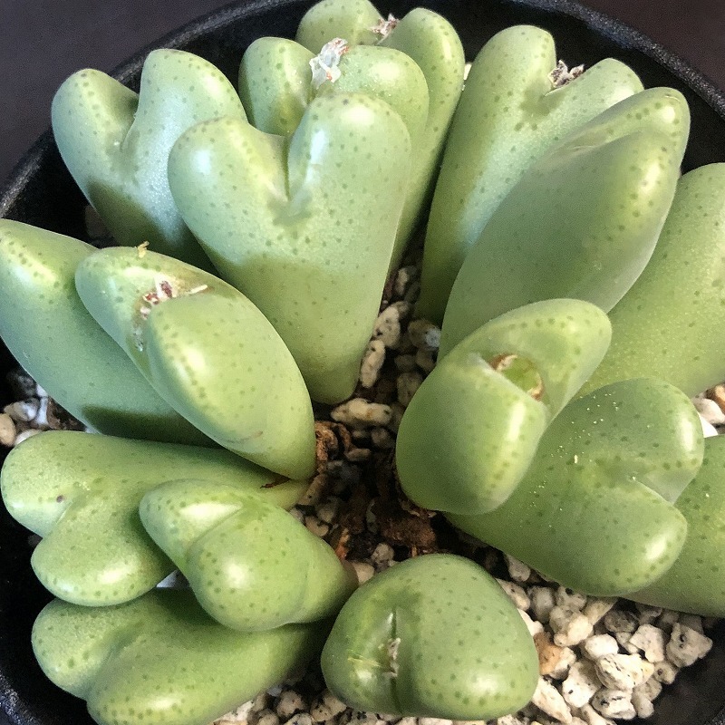 オペラローズ　×　赫将　２鉢セット　　 コノフィツム 　Conophytum 　多肉植物 _画像8