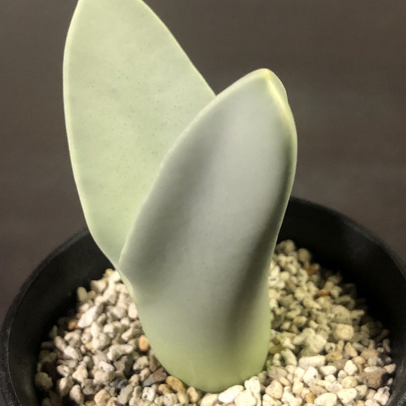 翼　(Herreanthus) meyeri　　 コノフィツム 　Conophytum 　多肉植物 _画像3