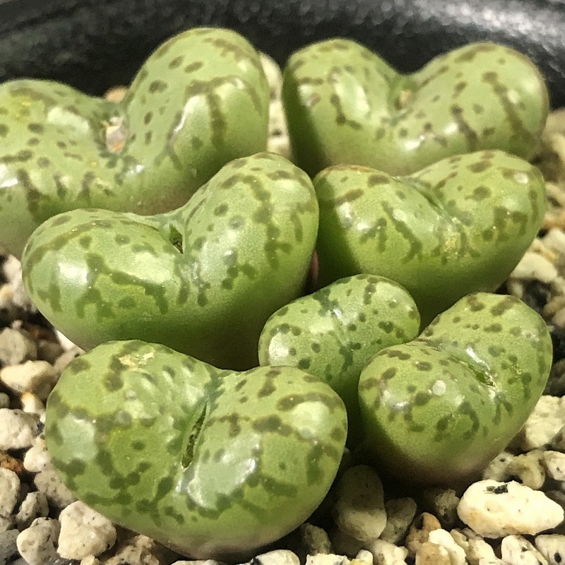 ランベルテンセ CR1314 lambertense conspicuum CR1314 Holbak　　 コノフィツム 　Conophytum 　多肉植物 _画像5