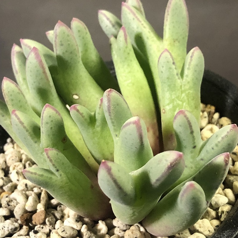 ブランダム ARM.985 blandum ARM.985　　 コノフィツム 　Conophytum 　多肉植物_画像4