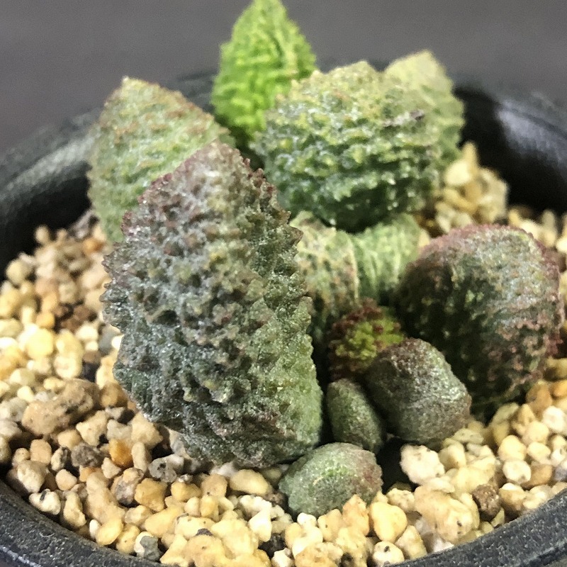 ヘレイ・レッドボール　Adromischus marianiae 'Herrei Red Ball' 　アドロミスクス 　多肉植物 _画像5