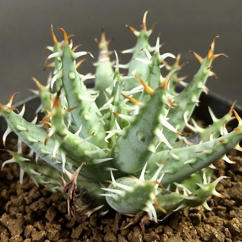 エリナケア　Aloe erinacea 　アロエ　 　多肉植物 _画像5