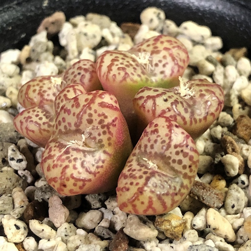 ランベルテンセ・コンスピシウム Red form　 lambertense v.conspicium ”Red”　　 コノフィツム 　Conophytum 　多肉植物 _画像4