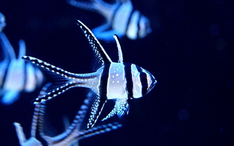 【海水魚】プテラポゴン　カウデルニー （5匹）(サンプル画像）（生体）_画像1