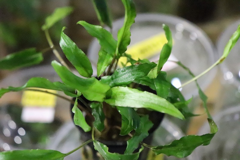 [ водоросли ] Cryptocoryne pechi-( импортные товары )[1 pot ](.. водоросли )