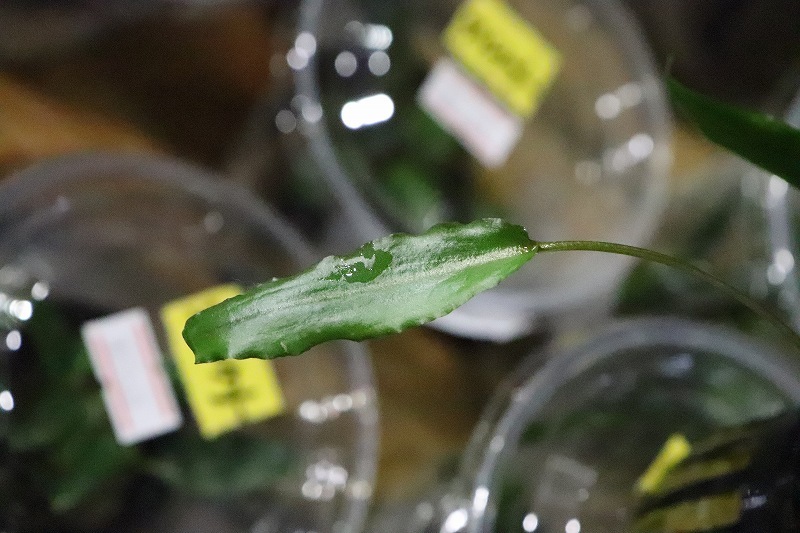 [ water plants ] Cryptocoryne pechi-( imported goods )[1 pot ](.. water plants )
