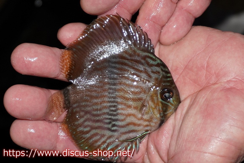 [ wild discus ][ mail order ] rio ne Glo blue face hekeru Young Star [ individual sale ]9-10cm( organism )