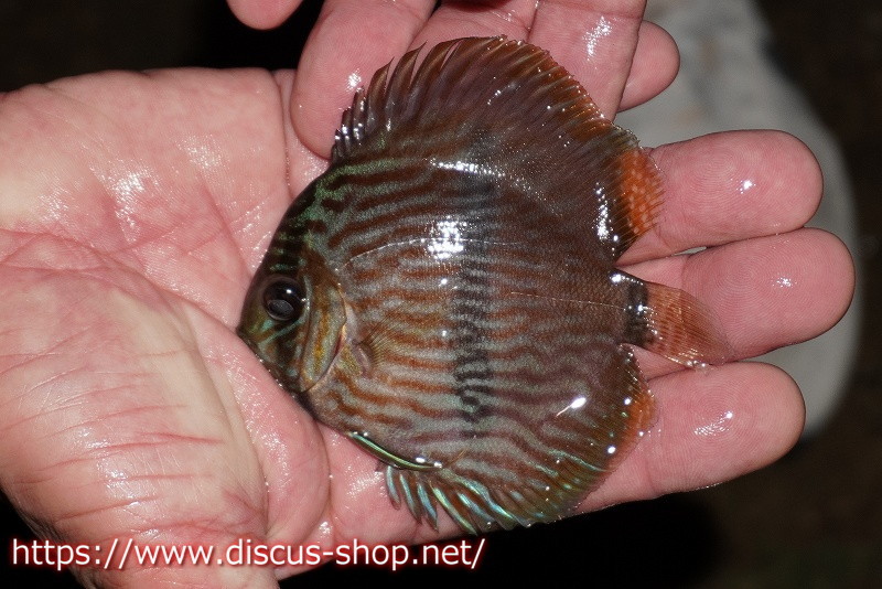 [ wild discus ][ mail order ] rio ne Glo blue face hekeru Young Star [ individual sale ]9-10cm( organism )