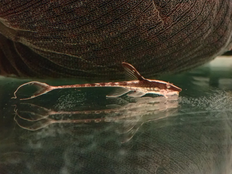 【淡水魚】激安 ロイヤルファロエラ【1匹 サンプル画像】(±5cm)（ロリカリア）_画像2