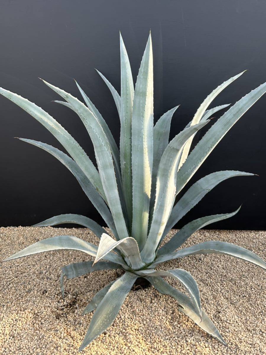 Agave americana v. oaxacensis アガベ　アメリカーナ　オアハカセンシス　美株　特大株　_画像1